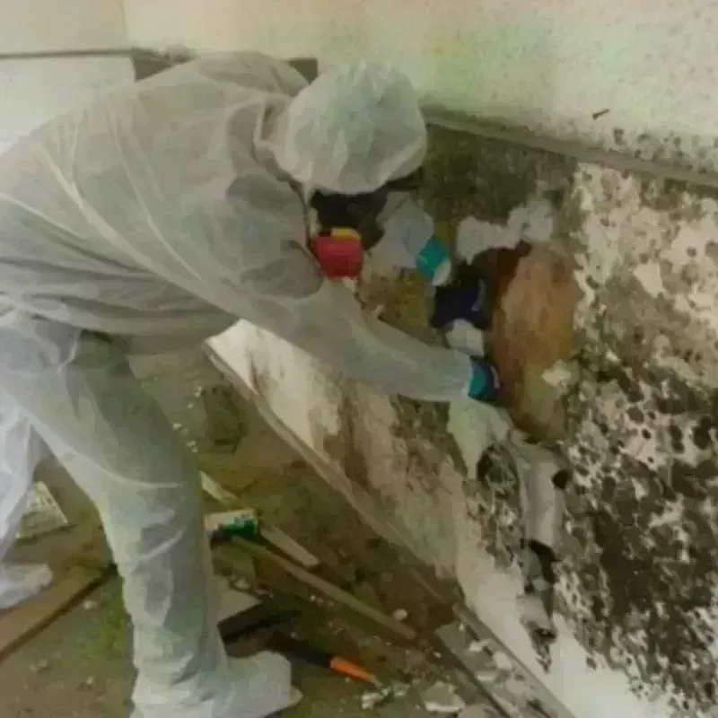 Mold Remediation and Removal in Denton, MD